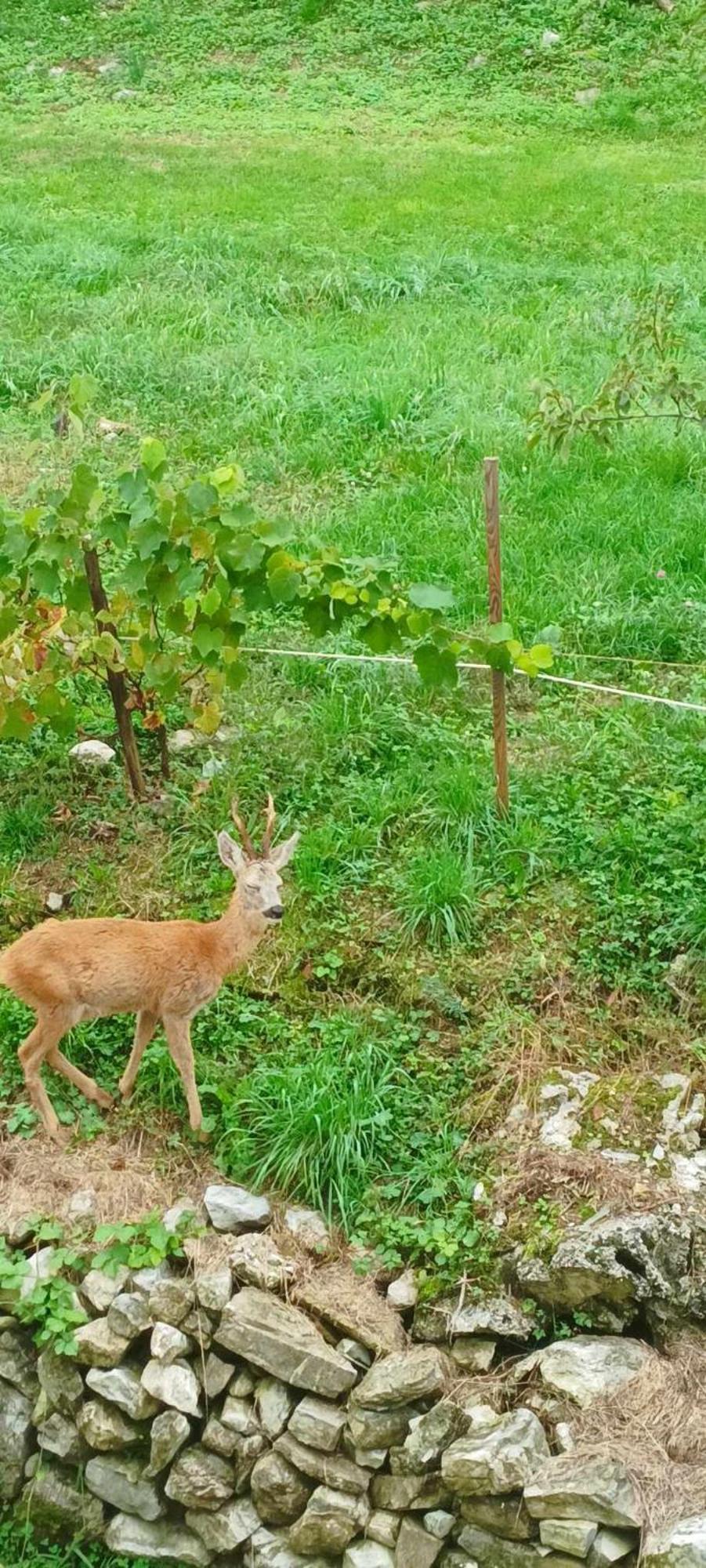 B&B La Corte Del Segrino Canzo 外观 照片